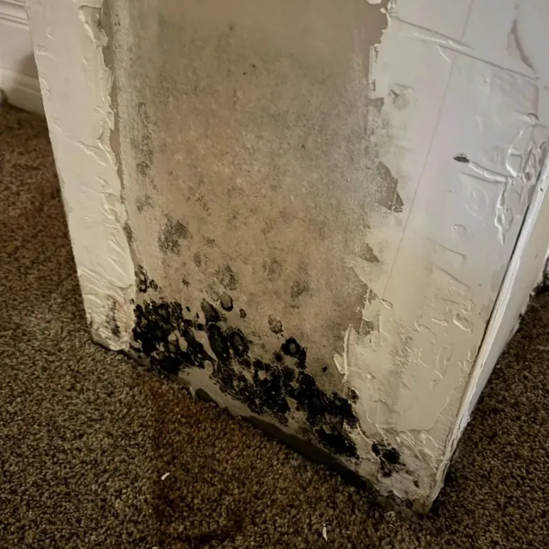 Professional Mold Removal in Ridgeland, MS